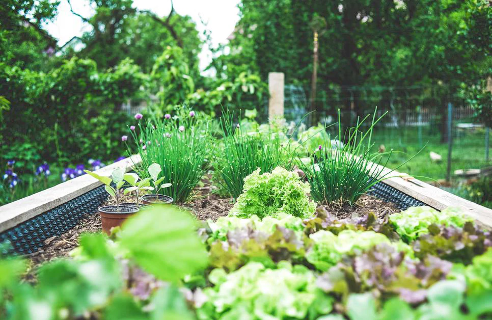Best Companion Planting Strategies to Boost Growth and Deter Pests