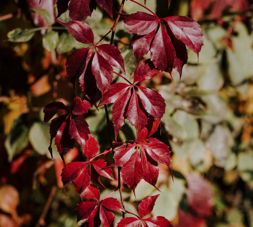 Best Fall Garden Plants for Miller Place Landscapes