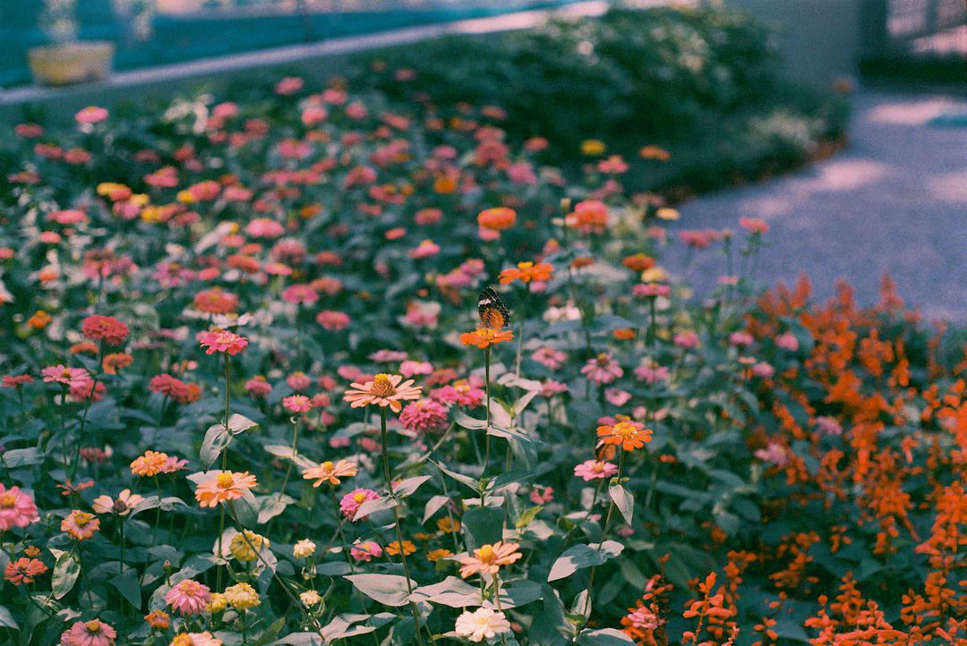 Creating a Butterfly and Bee-Friendly Garden on Long Island