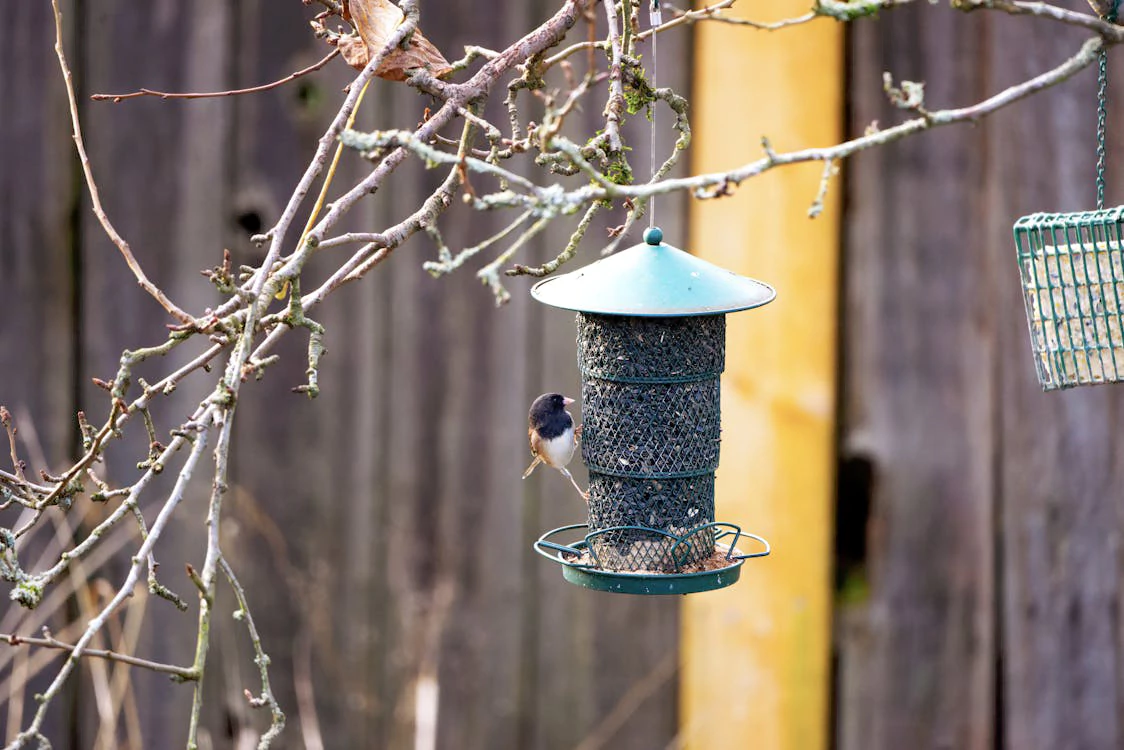 Creating a Wildlife-Friendly Winter Garden: Tips for Supporting Local Animals