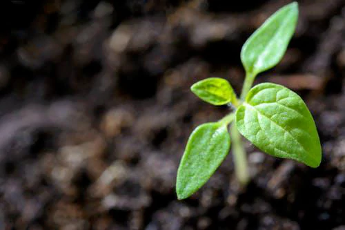 Fall Garden Optimization: Advice from Local Professionals