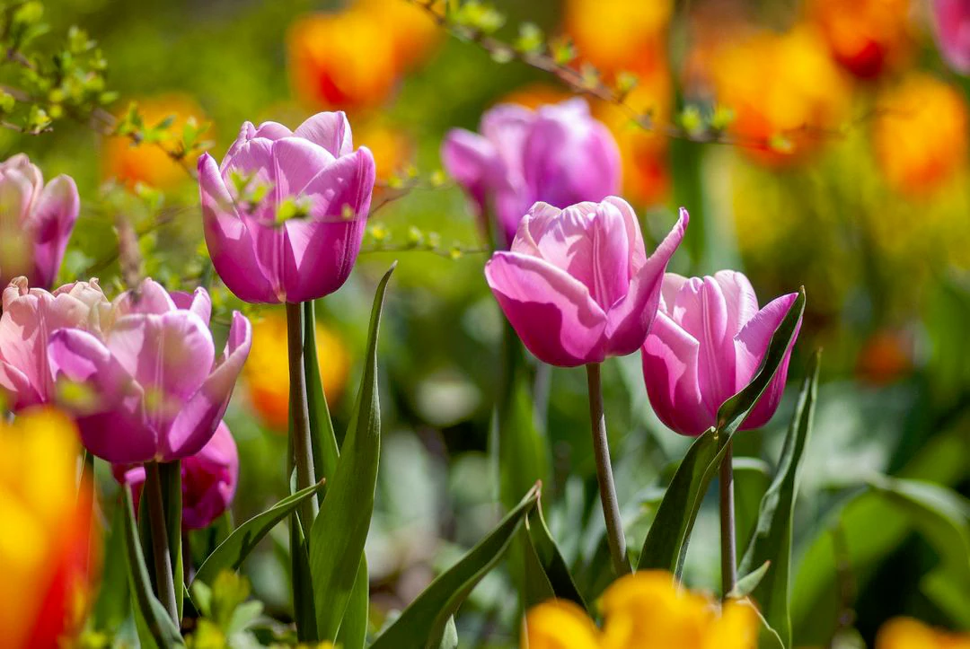Get Ahead of the Game: Spring Gardening Tools to Look for Now