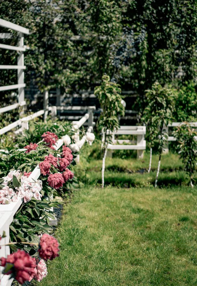 Low-Maintenance Perennials for Greenport’s Fall Gardens