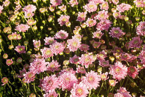 Plan Ahead: Designing Your Spring Garden Layout for Maximum Growth