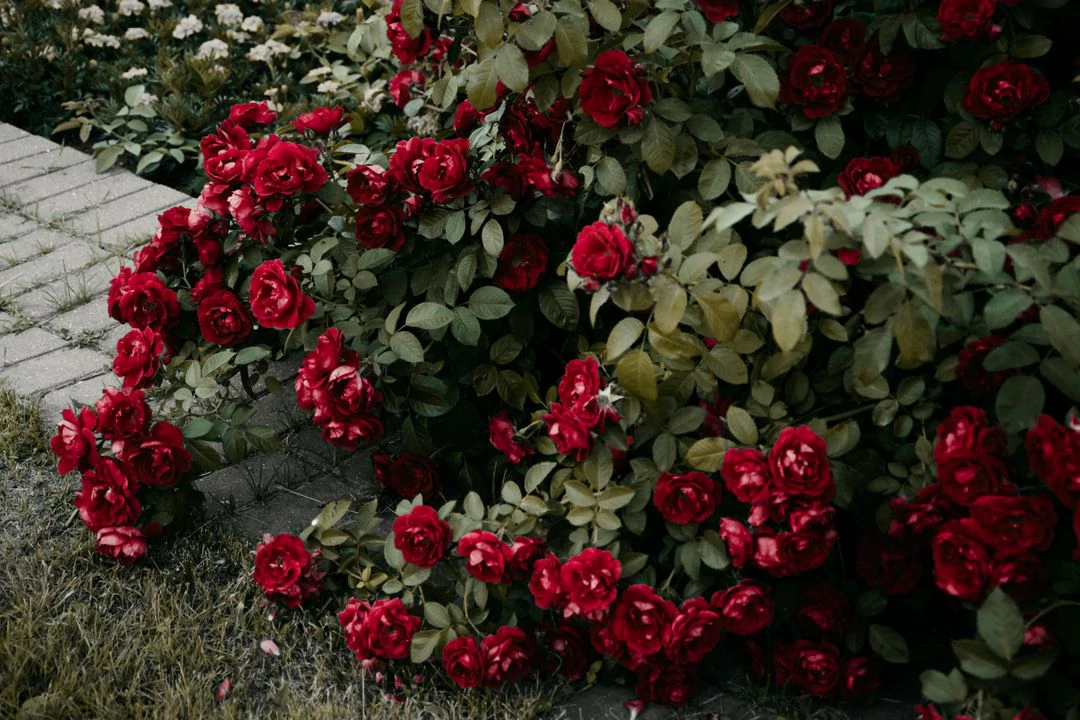 Top 10 Rose Varieties Perfect for Long Island Gardens