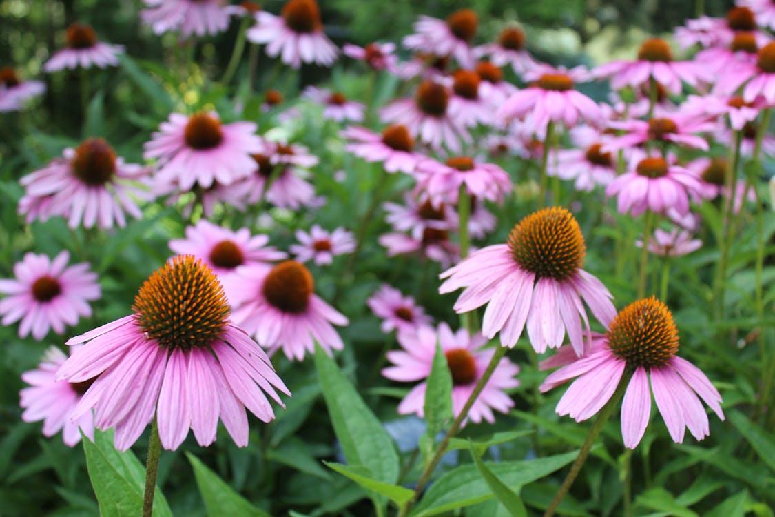How to Choose the Right Perennial Plants for Long Island Winters
