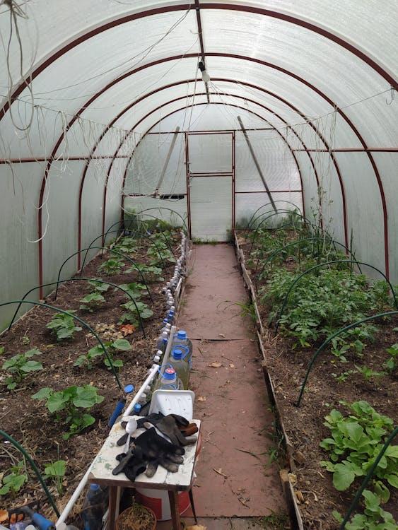 Small backyard greenhouse with seedlings growing in controlled conditions