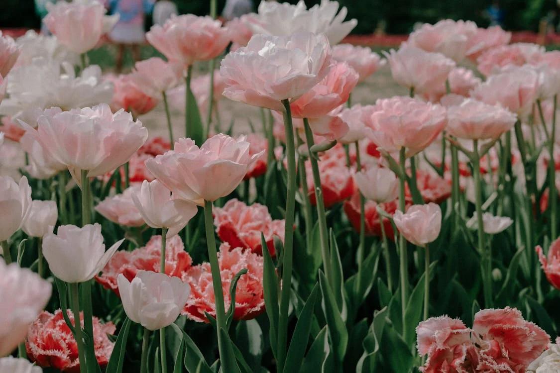 An image of pink perennial plants