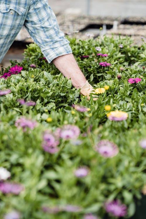 Hands planting colorful flowers in a garden bed