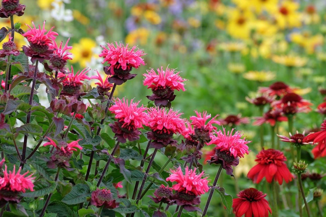A colorful backyard garden filled with flowering plants