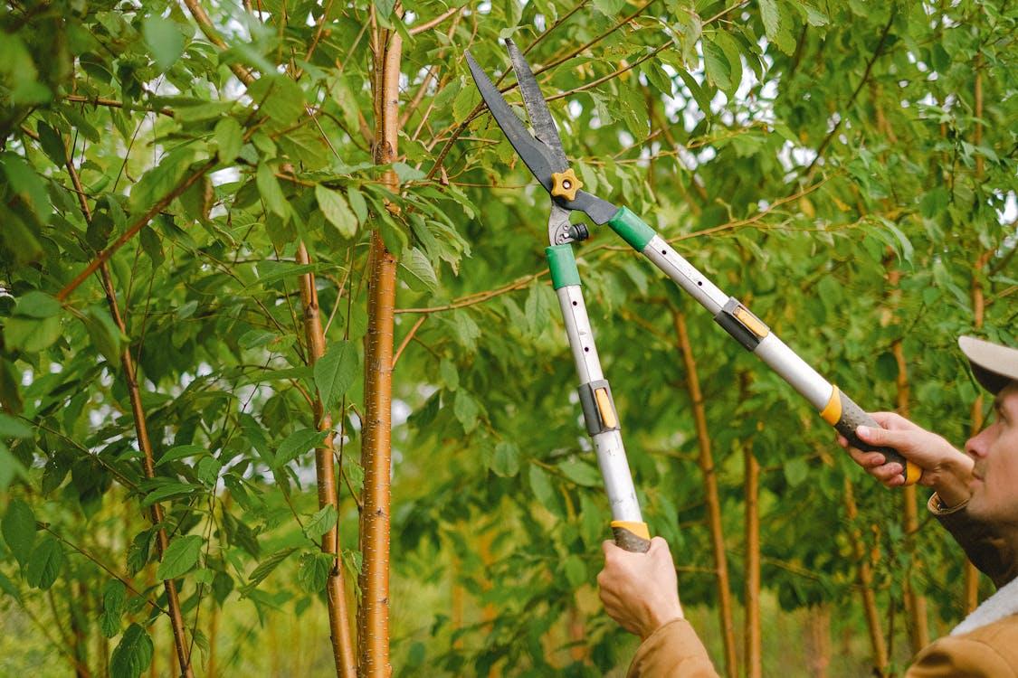Prune Now, Bloom Later: Late Winter Pruning Tips for Long Island Gardens