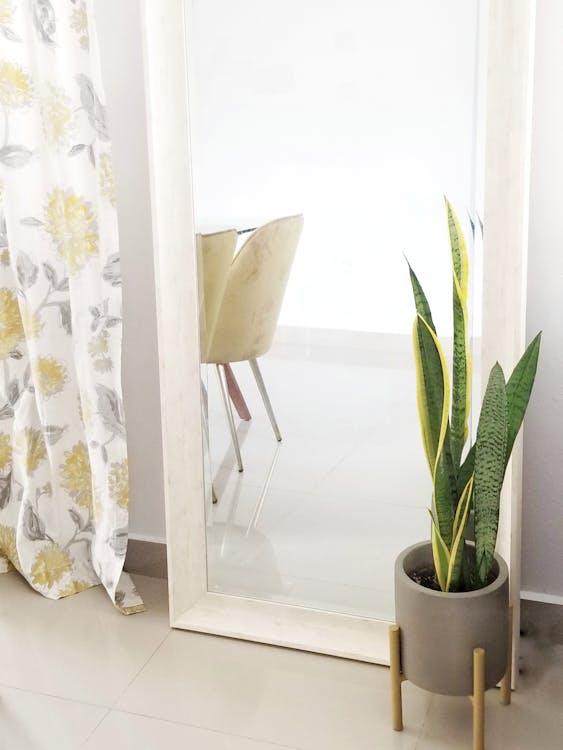 The Joy of Indoor Gardening: Winter Plants That Thrive Inside