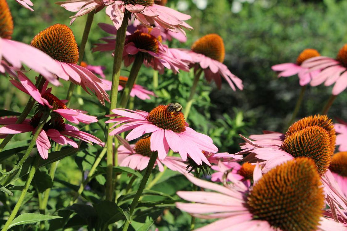 A raised garden bed filled with mixed flowering perennials attracting bees near a suburban home