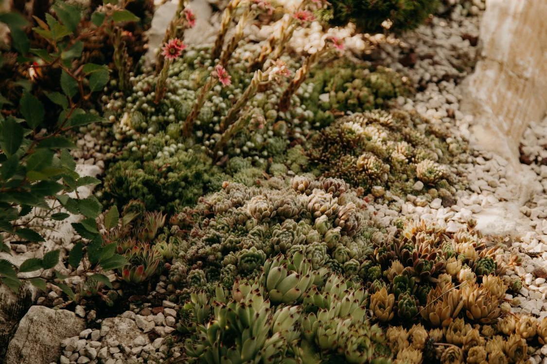 colorful drought-tolerant flowering plants
