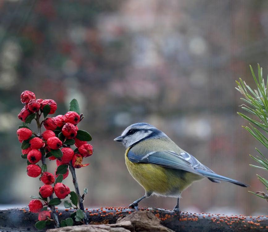 A small songbird perched on a berry-producing shrub along a garden border