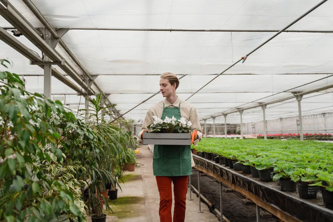 A gardener carrying a tray of perennial flowers