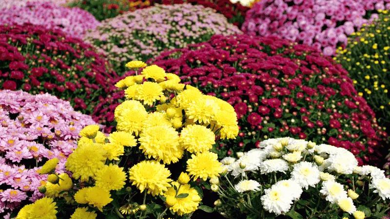 Different types of Chrysanthemum on display