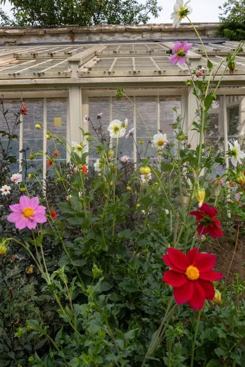 Healthy flowering perennials growing in a well-spaced garden bed in September