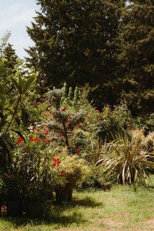 Mature residential garden with layered trees, shrubs flowering plants, and groundcover