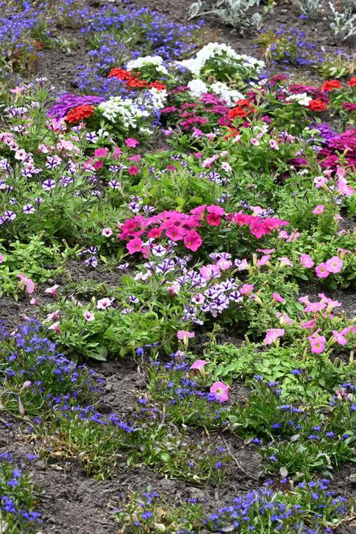 Mixed garden bed featuring flowering annuals, perennials, shrubs, and foliage plants