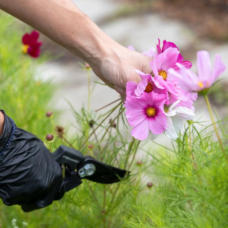 Gardener carefully lifting an established perennial from a garden bed for relocation