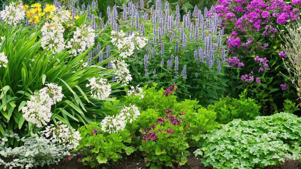 Mixed flowering perennials