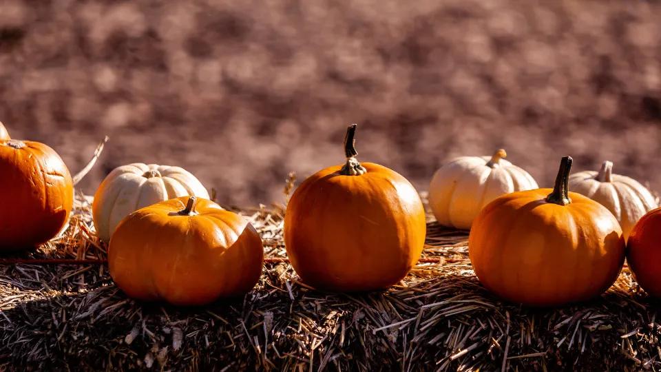 Pumpkins on a stack of hay
