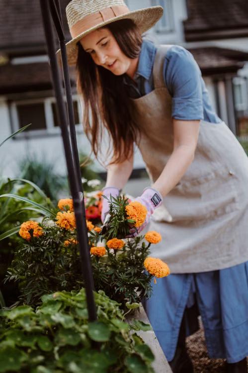 Gardener planting flowering plants in a sunny September garden