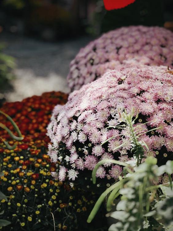 Established perennial plants growing together in a garden bed during early fall