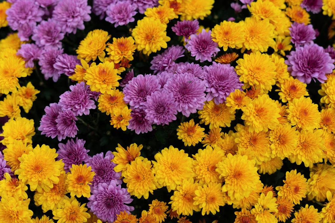 Purple and yellow perennial flowers blooming in a Long Island garden during early fall