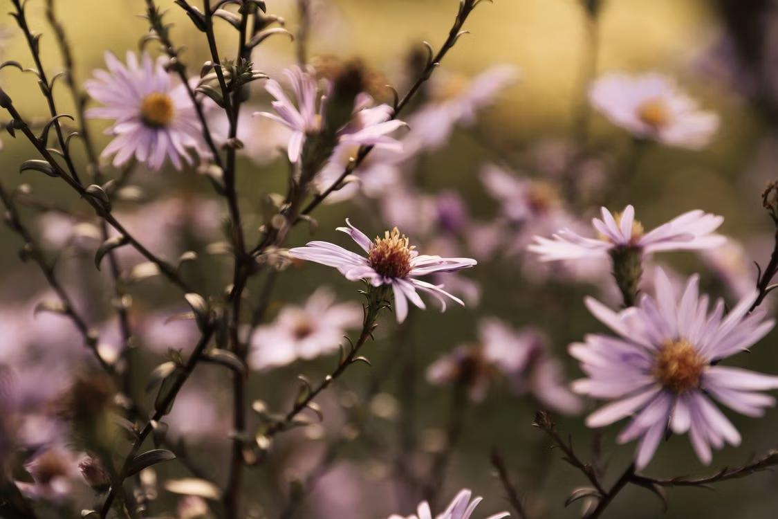 close-up of autumn asters blooming in a garden