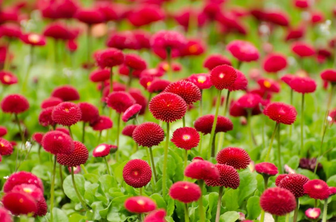 close-up of red Bellis perennis blooming in a garden