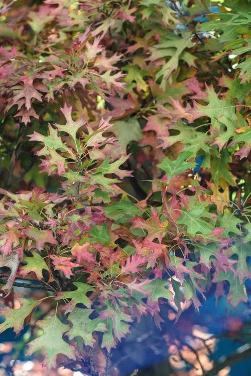 close-up of October leaves changing colors