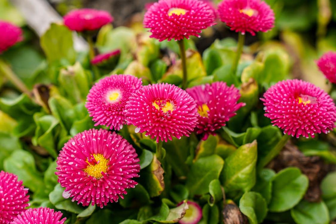 Bright pink perennis flowers in full bloom with lush green leaves.