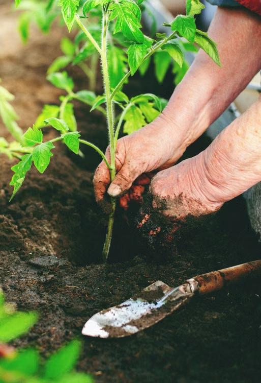 a person planting a green plant in soil